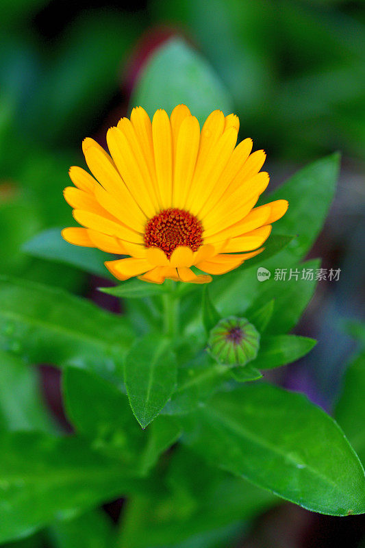 骨植物花/非洲雏菊/南非雏菊:杂种